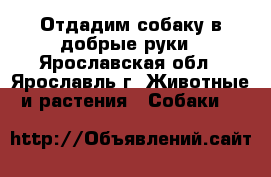 Отдадим собаку в добрые руки - Ярославская обл., Ярославль г. Животные и растения » Собаки   